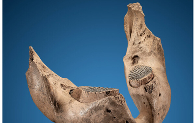 Woolly Mammoth Jaw Section with Teeth Mammuthus primigenius Pleistocene...