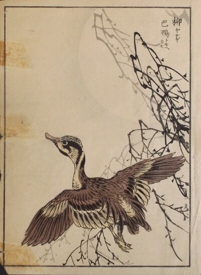 Yukoku Matsui, Baikal Teal, 1st print, 1901