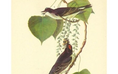 c1946 Audubon Print, #79 Kingbird