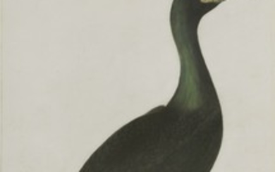 Robert Mitford (1781-1870) A CORMORANT Signed l.l., pen and ink, watercolour and bodycolour 54 x ...