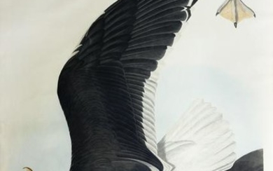 Audubon Aquatint Black Backed Gull