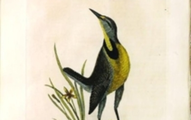 Catesby Bird Engraving, Large Lark