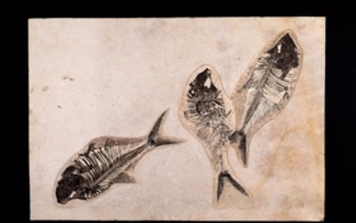 Trois poissons fossiles Diplomystus sp. Green...