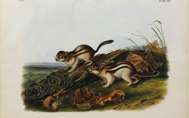 Audubon Lithograph Marmot Squirrel
