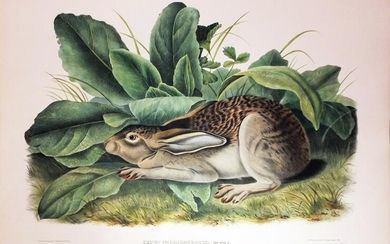 Audubon Lithograph, Black-tailed Hare