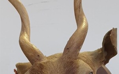A MACARBE TAXIDERMY MOUNT