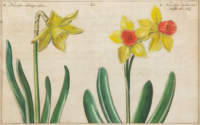 A Set of Four Dutch Botanicals from Crispin de Passe's Hortus Floridus