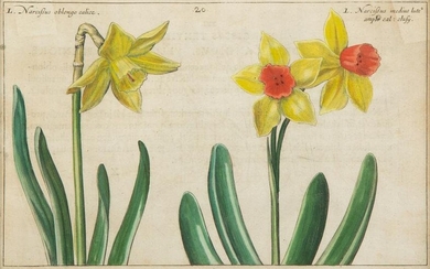 A Set of Four Dutch Botanicals from Crispin de Passe's