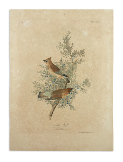 AUDUBON, JOHN JAMES. Two chromolithographed plates from the Bien edition of Birds of...