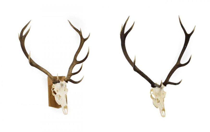 Antlers/Horns: European Red Deer (Cervus elaphus), circa late 20th century,...