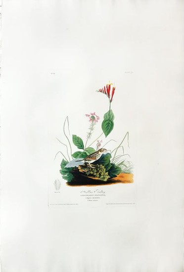 Audubon Aquatint, Henslow
