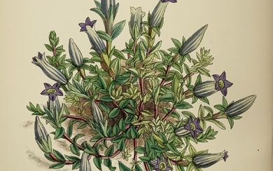 [BOTANICA] - HOOKER, Joseph Dalton. Curtis's Botanical Magazine. Vol. XXXV. Londra: Reeve, 1879. 4to (240x145mm). Numerose tavole a colori (lievi…