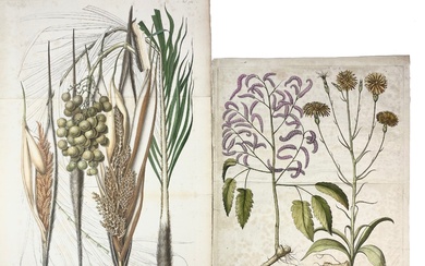 BOTANIQUE -- "BARBA CAPRAE / Scorsonera latifolia". (c. 1613). Engr. à la main de l'Hortus...