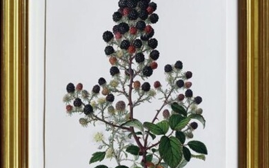 Bauer Watercolor of Blackberries