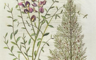Besler Engraving, 1. Spartium Hispanicum 2. Cupressus