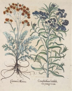 Besler. Hand Colored Botanical Engraving. 1613-40.
