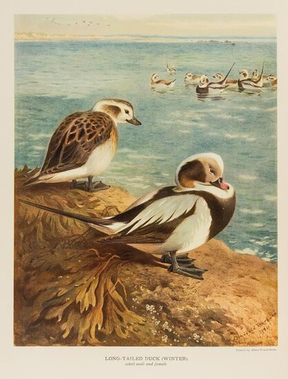 Birds.- Millais (John Guille) British Diving Ducks, 2