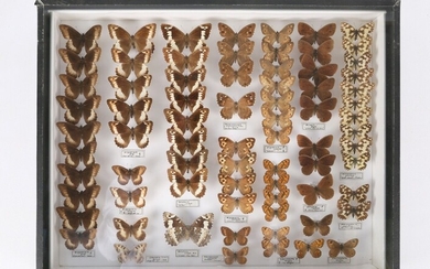 Boite entomologique contenant soixante quatorze... - Lot 40 - Vasari Auction