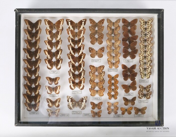 Boite entomologique contenant soixante quatorze... - Lot 40 - Vasari Auction