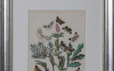 European Butterflies and Moths