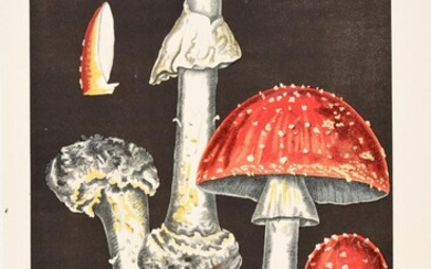 LEUBA, Fritz - Les champignons comestibles et les espèces vénéneuses avec lesquelles ils pourraient être confondus. Décrits et peints d'après nature. Ouvrage accompagné de 54 planches en chromo-lithographie.