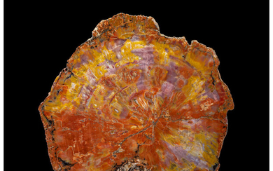 Petrified Conifer Slab Araucaria Triassic Chinle Formation Arizona, USA...