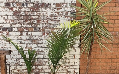 TWO POTTED MAJESTIC PALMS