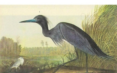 c1946 Audubon Print, #307 Little Blue Heron