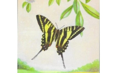 1920's Zebra Swallowtail Butterfly Color Lithograph
