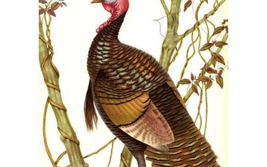 1950 Menaboni Print, Eastern Wild Turkey