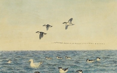 Johannes Larsen: Swimming and flying razorbills (alke) and a single seagull. Signed with monogram and dated 1947. Watercolour on paper. Visible size 50 x 63 cm.