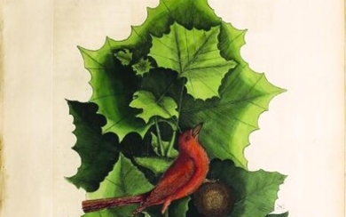 Catesby Bird Engraving, Summer Red Bird