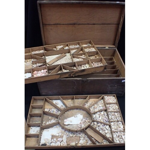A 19TH CENTURY CONCHOLOGY BOX containing a large quantity of...