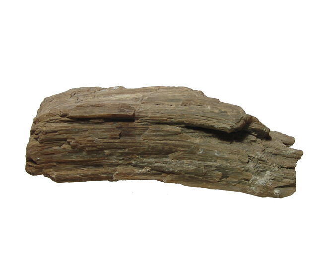 A petrified wood fragment, Holbrook, Arizona