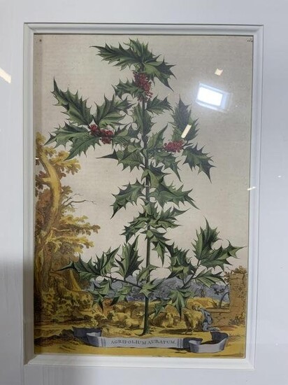 Antique Framed Botany Engraving
