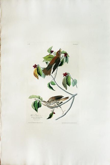 Audubon Aquatint, Wood Thrush