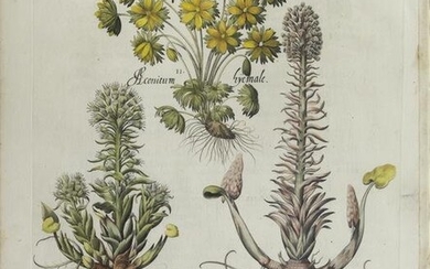 Besler Engraving, 1. Petasites, 2. Alconitum hyemale