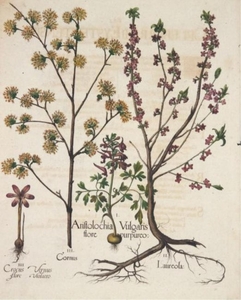 Besler. Hand Colored Botanical Engraving. 1613-40.