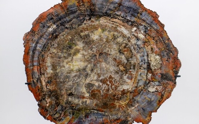 Bois fossile Arizona USABois fossile Arizona USA Araucarioxylon arizinicum, Trias (220 milj. jaar), formation Chinle....