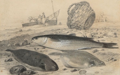 Edouard TRAVIES (1809-1876). Suite de trois études de poissons pour Histoire naturelle de Lacépède. Mine...
