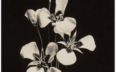 Emilie Danielson (20th Century), Carnation Flowers With Shadows Still Life and Orchids (circa 1930)