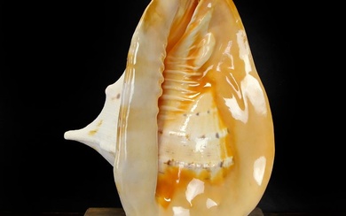 Extra Large Horned, aka Giant Helmet - Sea Snail Shell Sea shell - Cassis Cornuta - 380×300×230 mm