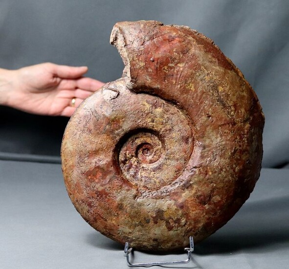 Fine ammonite - Big size - Nice colors - Rare species - Esericeras eseri
