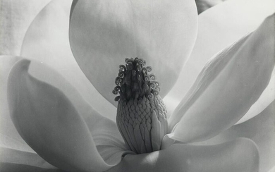IMOGEN CUNNINGHAM (1883-1976) Magnolia Blossom.