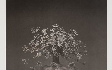 MAPPLETHORPE, ROBERT (1946-1989) Queen Anne's Lace in vase.