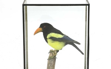 MYTHICAL TOUCANET MAGPIE