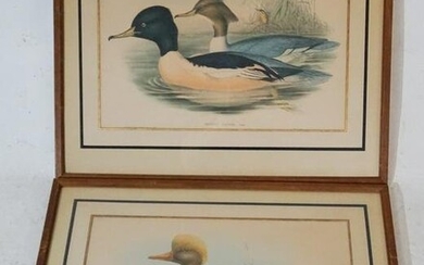Pair Antique Hand Colored Prints by John Gould
