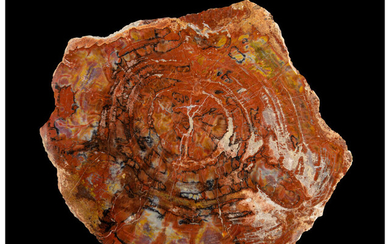 Petrified Conifer Slab Araucaria Triassic Chinle Formation Arizona, USA...
