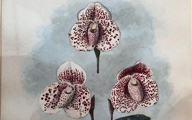 Storer Original Watercolor of an Orchid-Cyp. Bellaculum