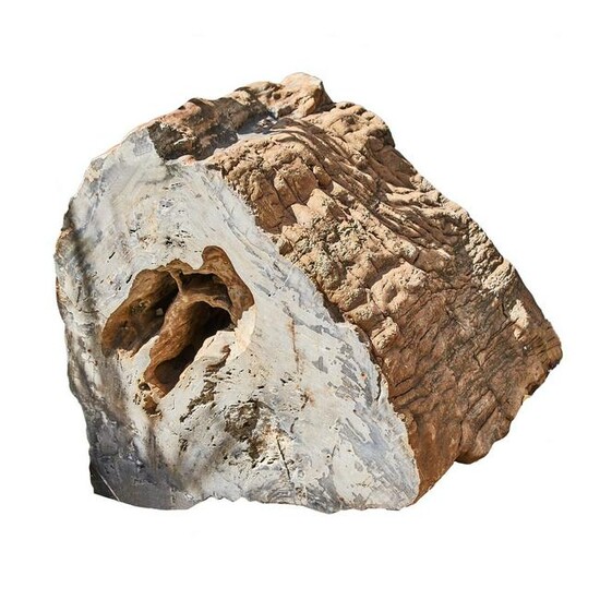 TRONCO fossile adibito a base da tavolo